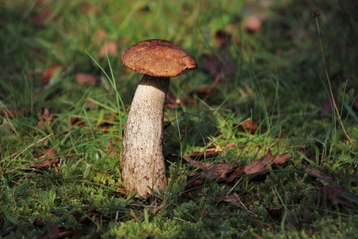 Съедобные грибы подберезовик