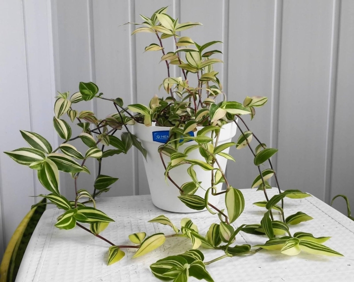 Традесканция йеллоу хилл