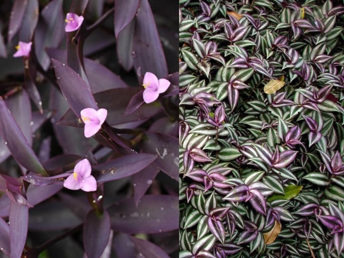 Традесканция нанук