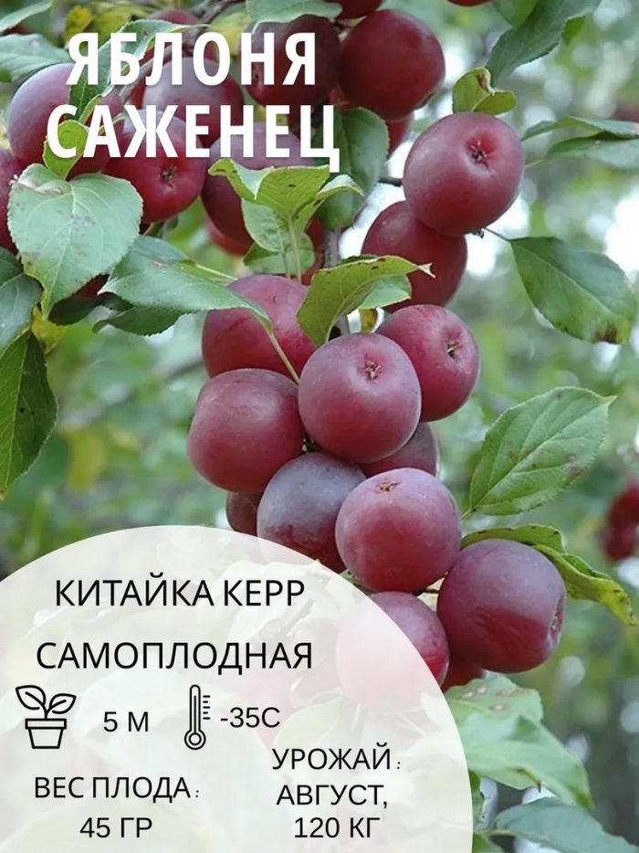 Яблоня китайка керр