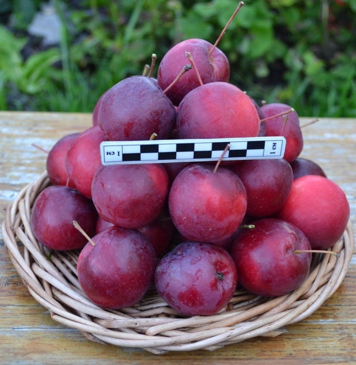 Яблоня керри китайка