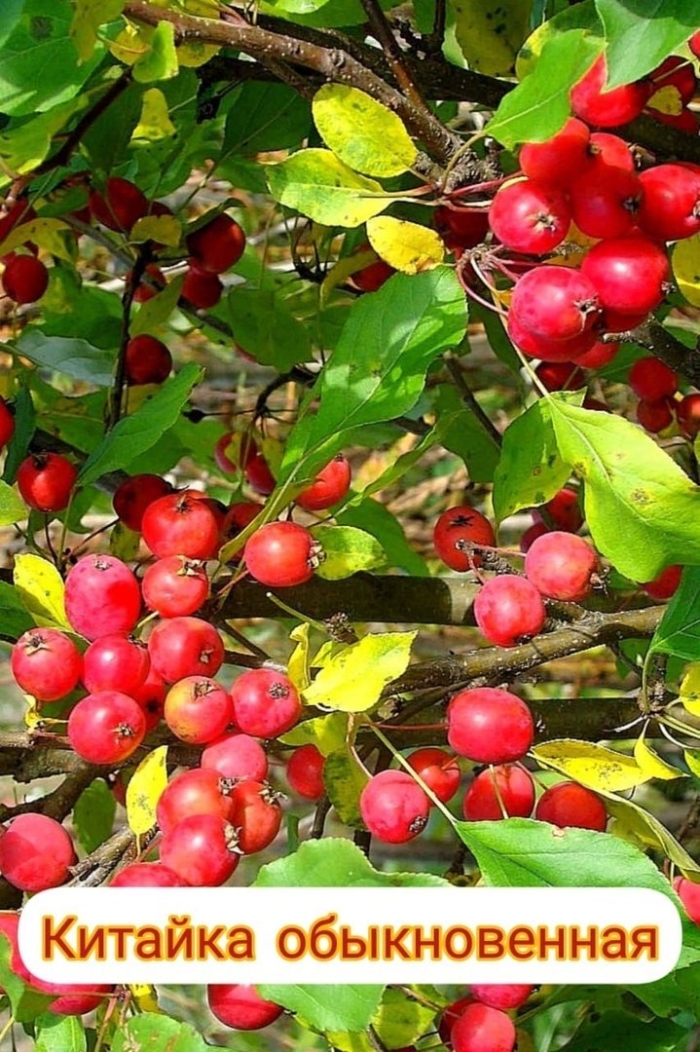 Китайка золотая яблоня