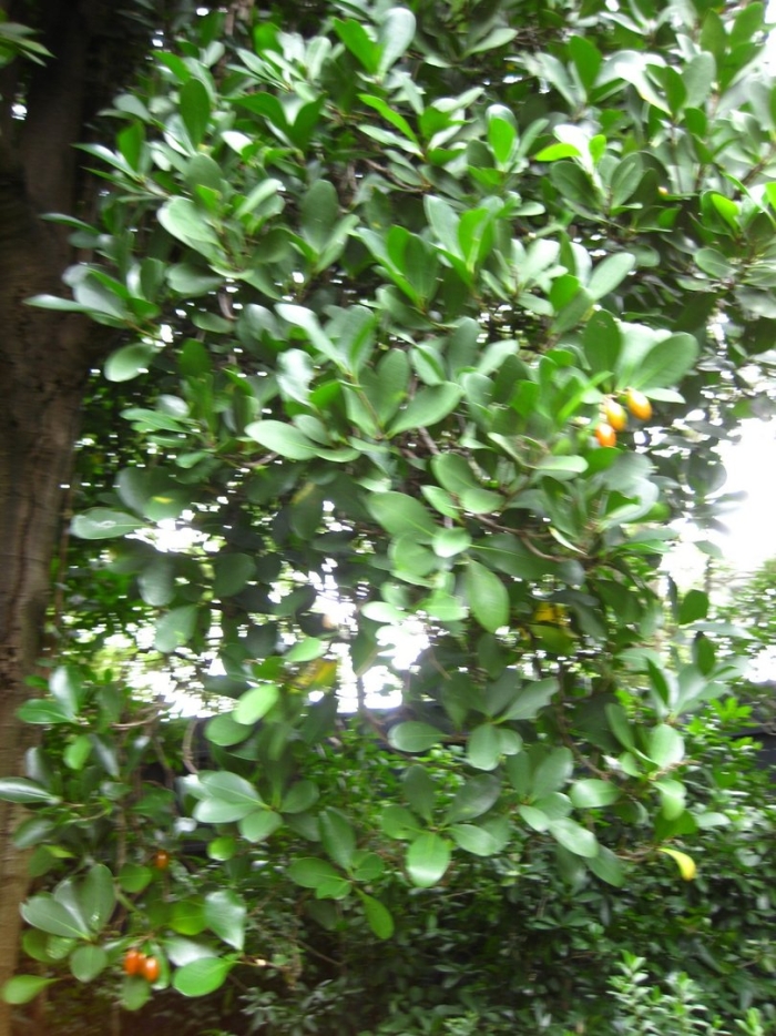 Corynocarpus laevigatus