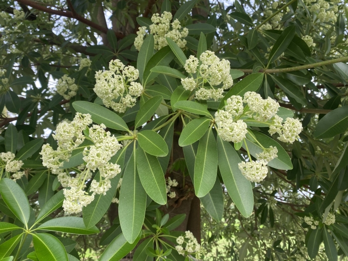 Alstonia scholaris