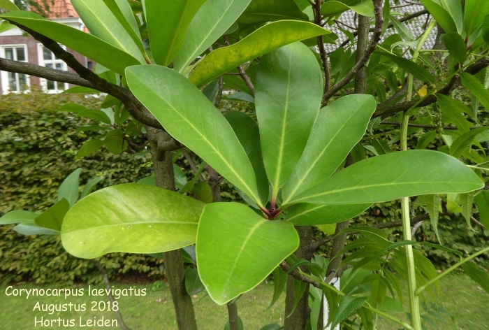 Питтоспорум обыкновенный-pittosporum tobira