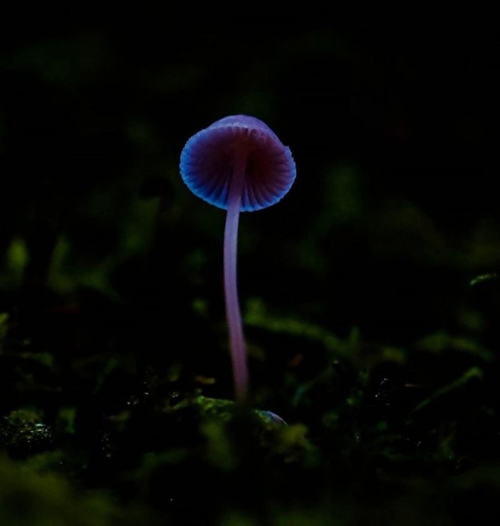 Светящиеся грибы