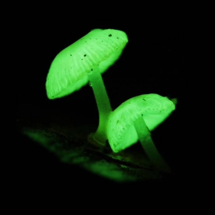 Мицена хлорофос