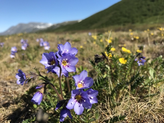 Синюха в тундре