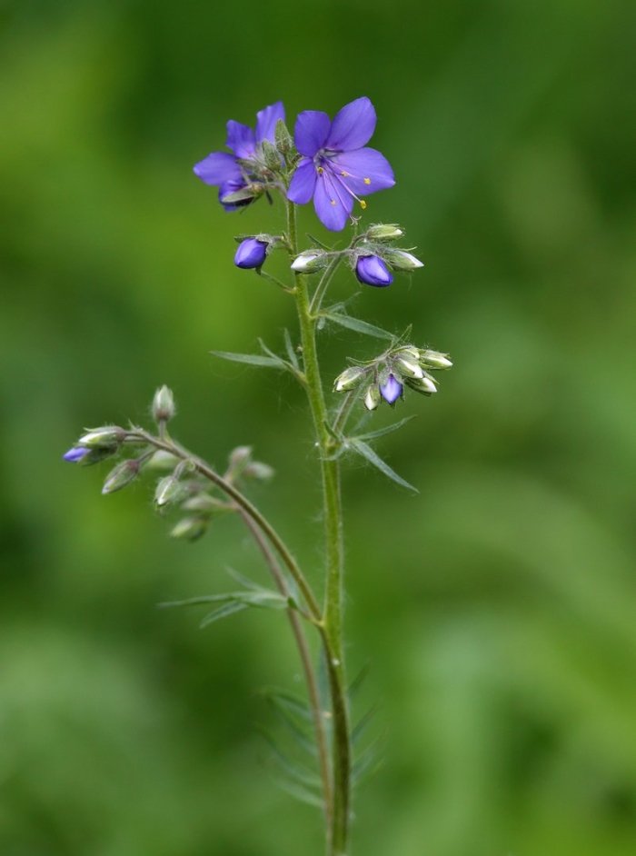 Polemonium caeruleum