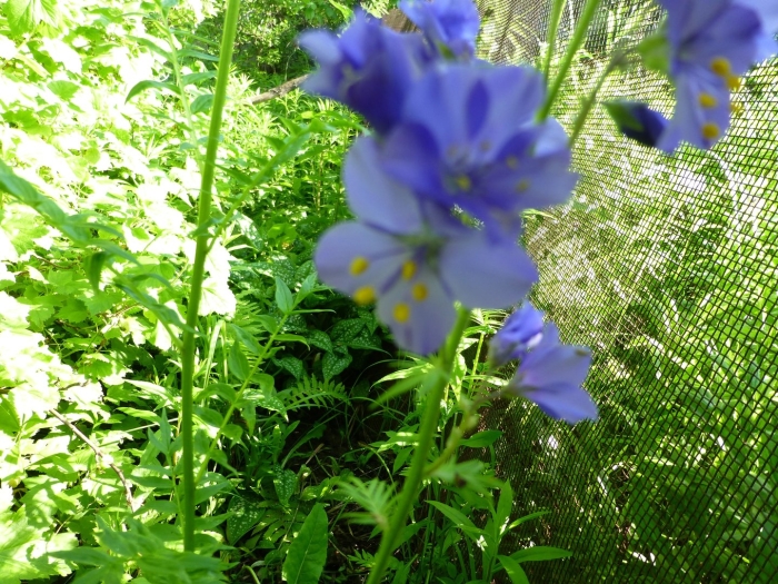 Полемониум синюха голубая