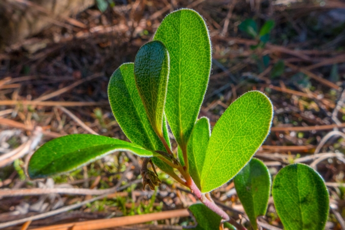 Толокнянка обыкновенная лист