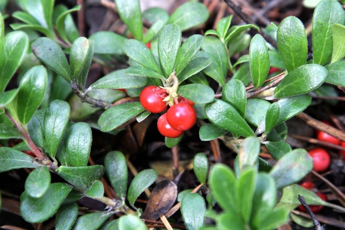 Толокнянка обыкновенная