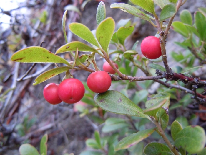 Arctostaphylos uva ursi