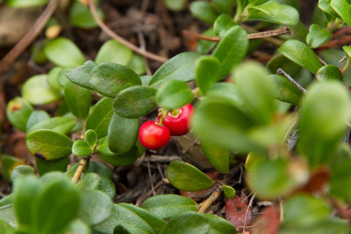 Брусника (vaccinium vitis-idaea)