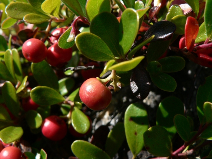 Толокнянка обыкновенная . arctostaphylos uva-ursi