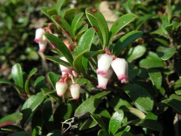 Толокнянка (arctostaphylos)