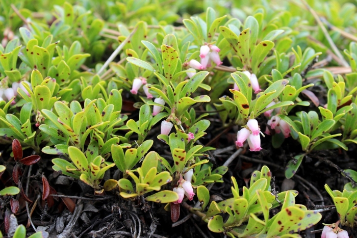 Толокнянка обыкновенная медвежье ушко