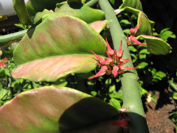 Euphorbia tithymaloides