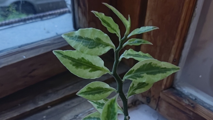 Педилантус комнатное растение