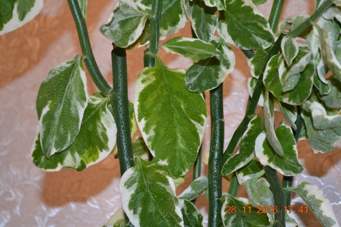 Комнатный цветок педилантус