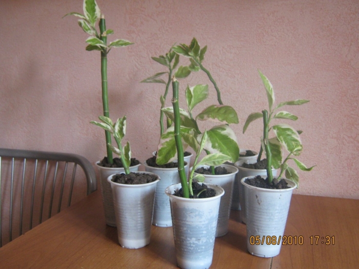 Педилантус мужегон