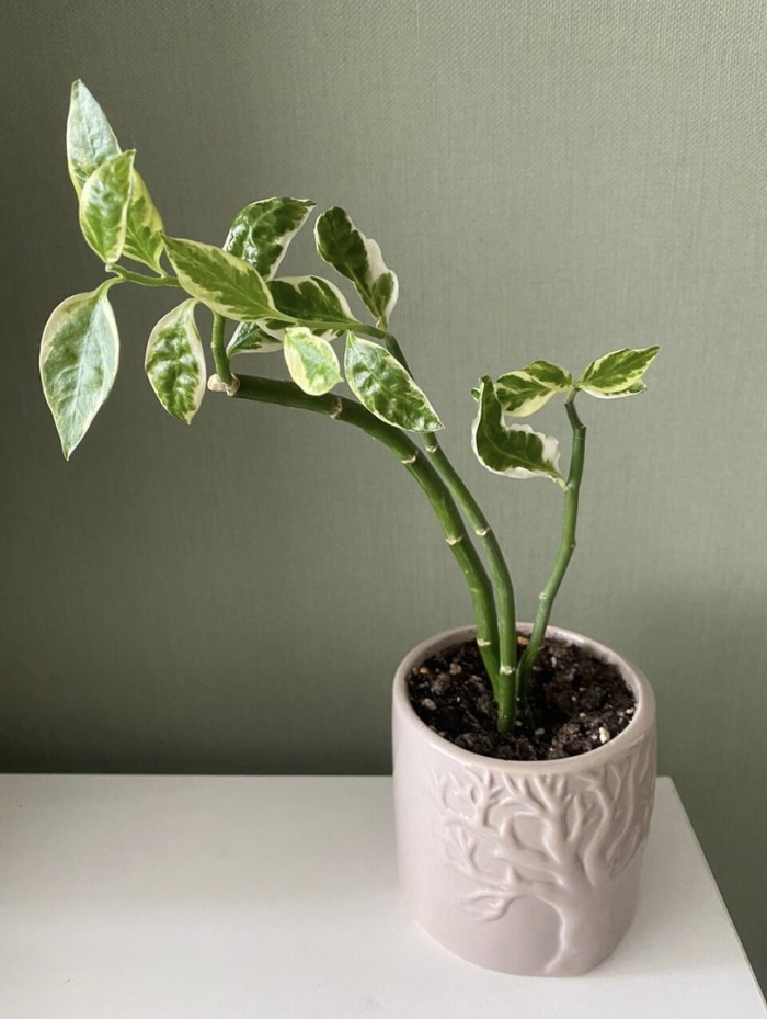 Педилантус комнатное растение