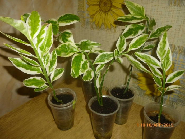 Педилантус колеус