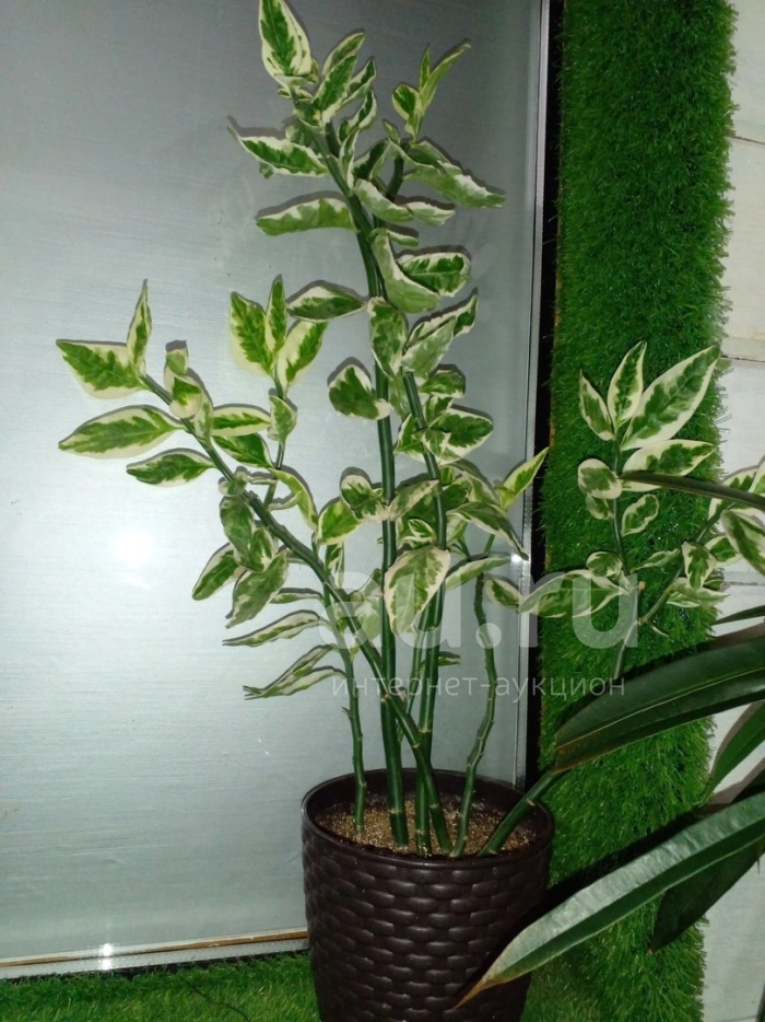 Фикус педилантус