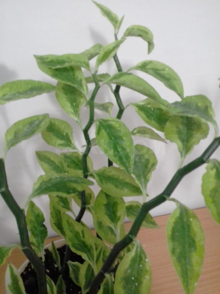 Фикус педилантус