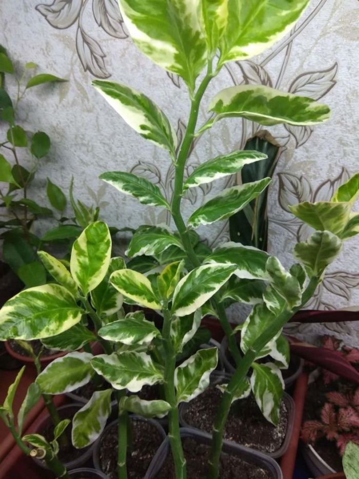 Фикус педилантус