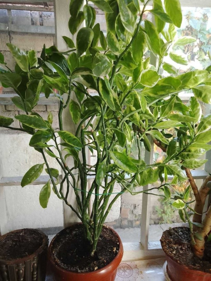 Педилантус комнатное растение