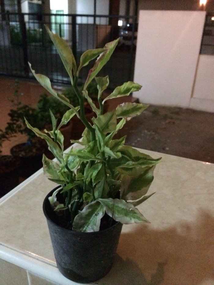 Педилантус ампельный