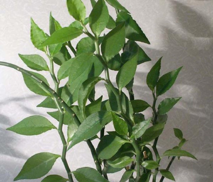 Pedilanthus tithymaloides