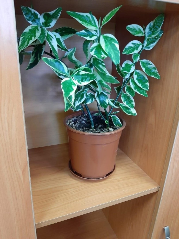 Фикус педилантус