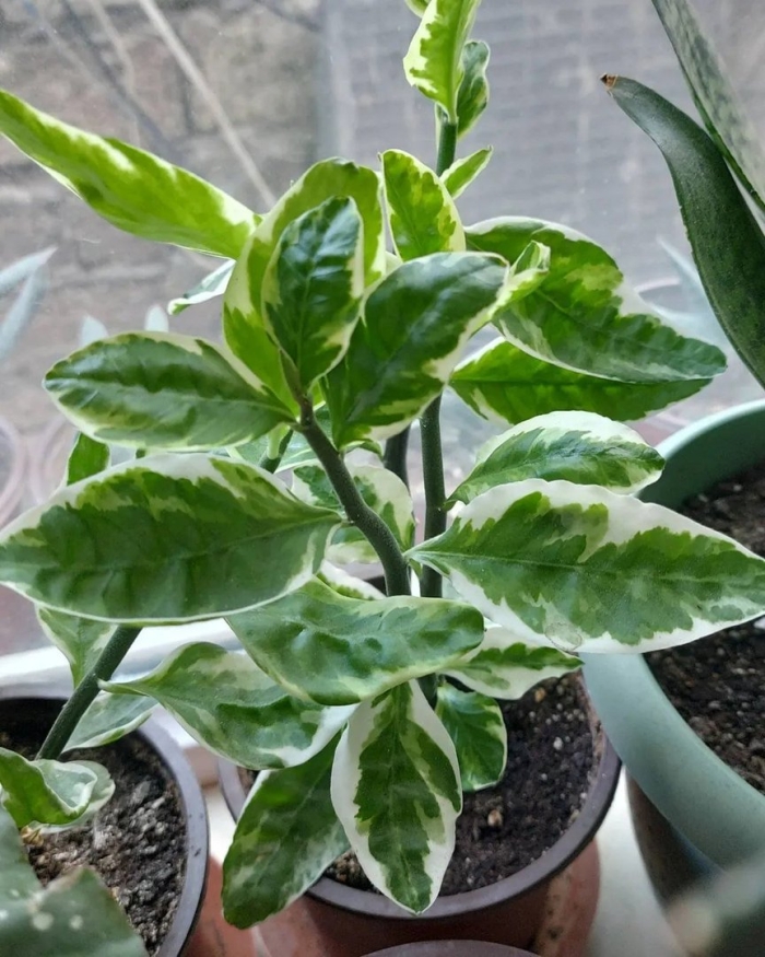 Молочай педилантус