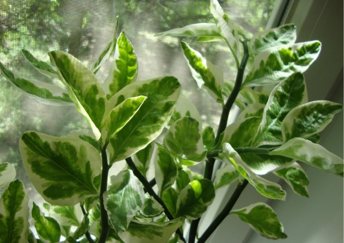 Педилантус комнатное растение