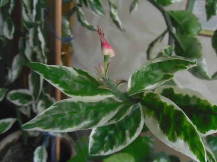 Цветок педилантус