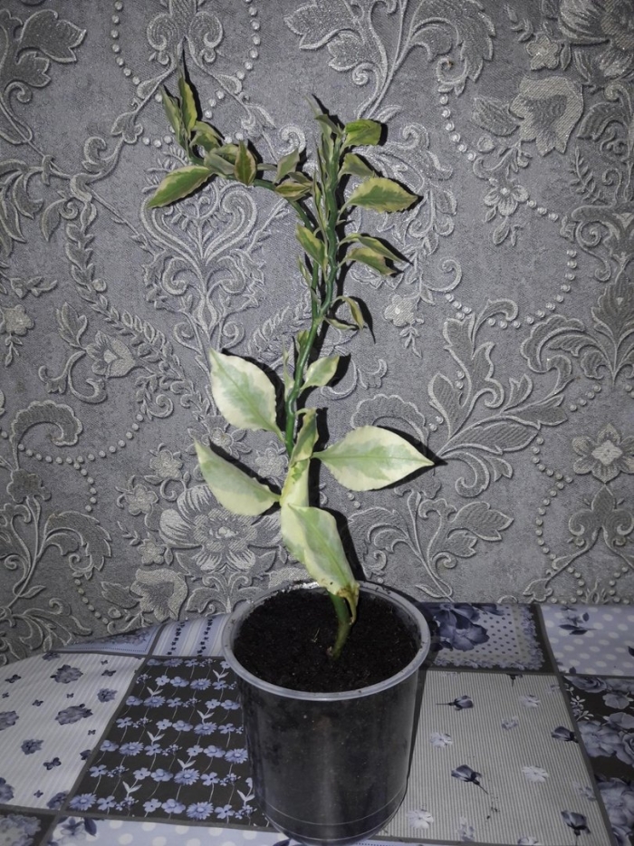 Педилантус титмалоидный