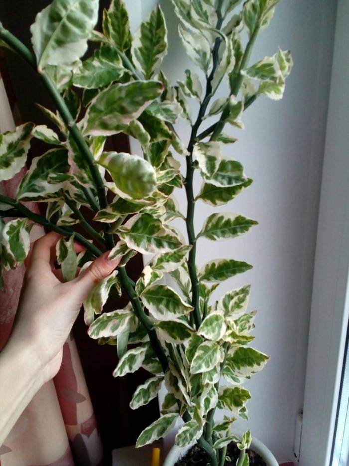 Цветок педилантус титималоидный