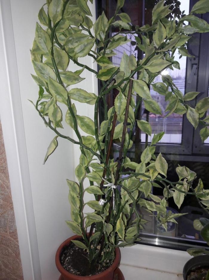 Педилантус колеус