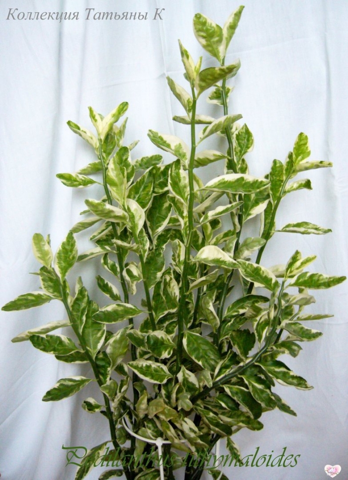 Молочай педилантус