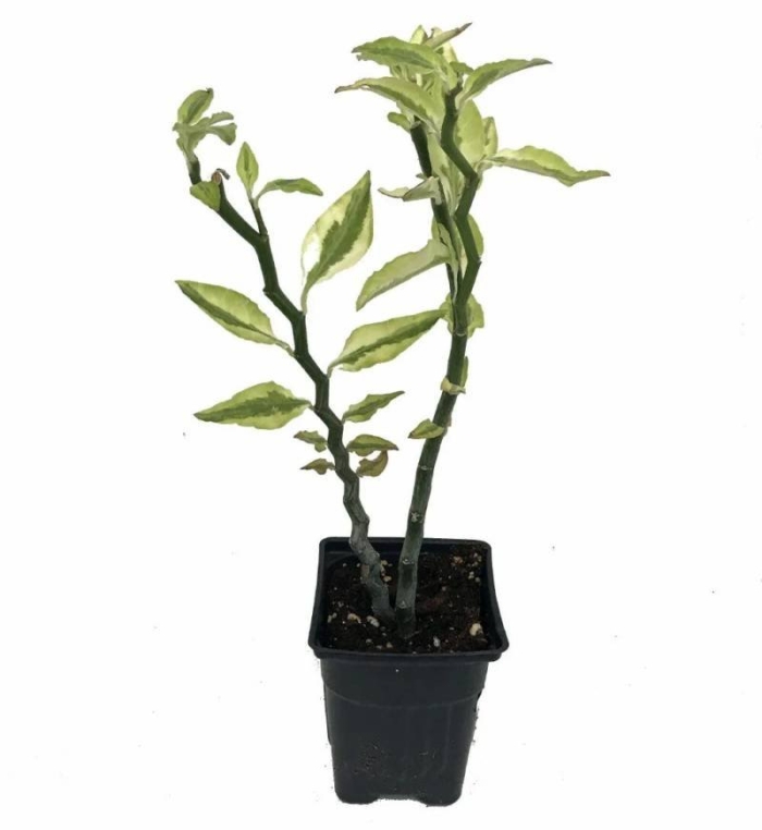 Педилантус бонсай