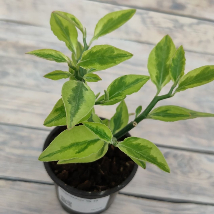 Педилантус вариегатный