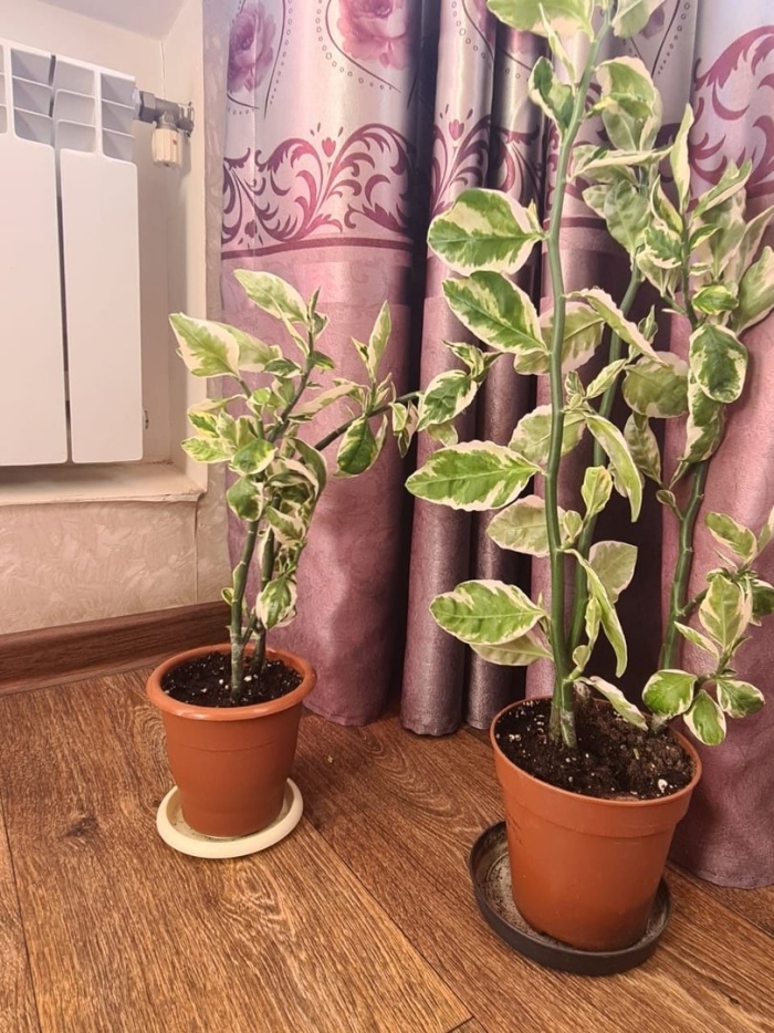 Педилантус комнатное растение