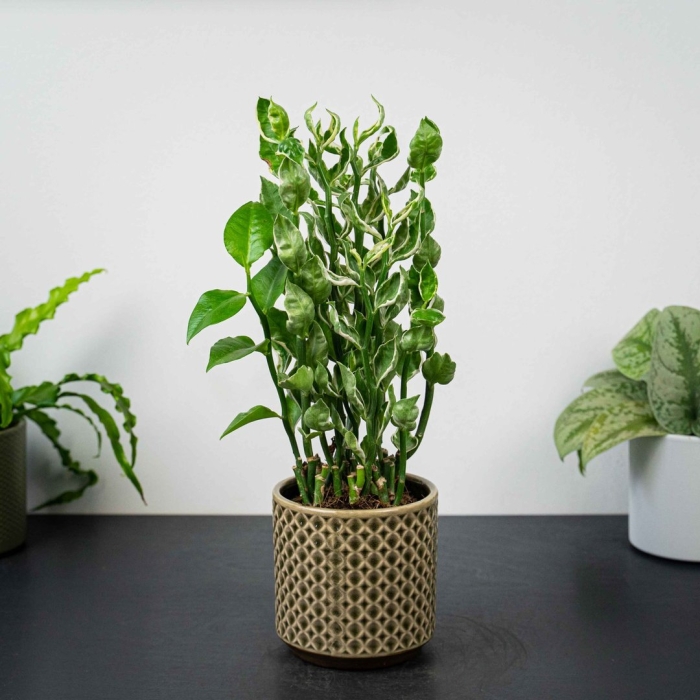 Педилантус титималоидный молочай