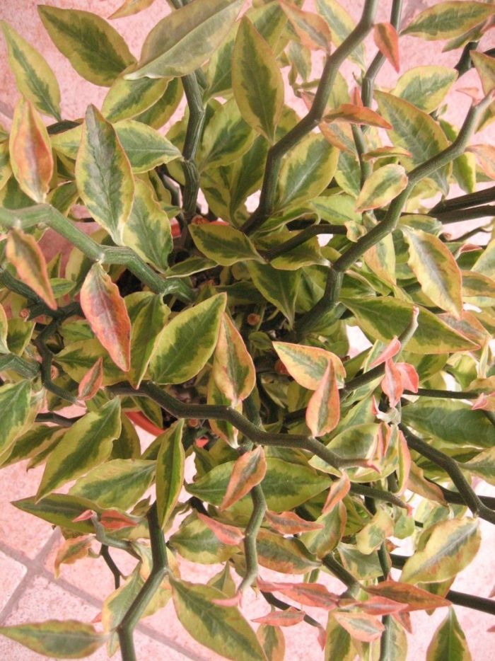 Педилантус титималоидный