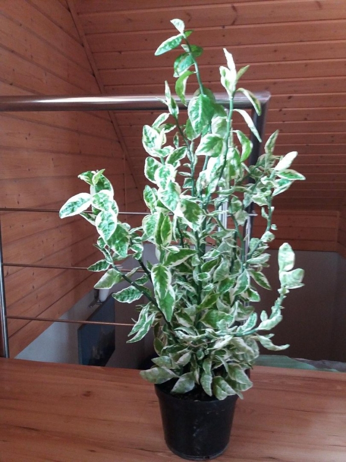 Фикус педилантус