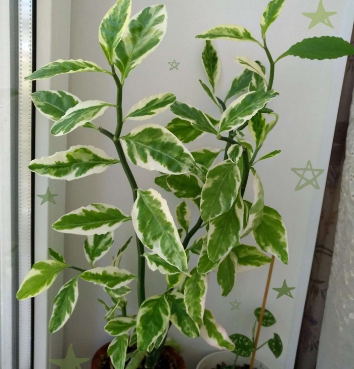 Сциндапсус педилантус