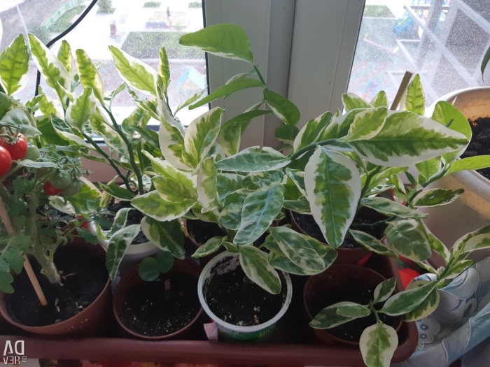 Педилантус цветок комнатный