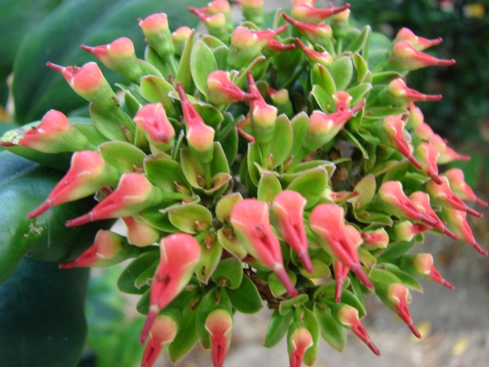 Kalanchoe alticola